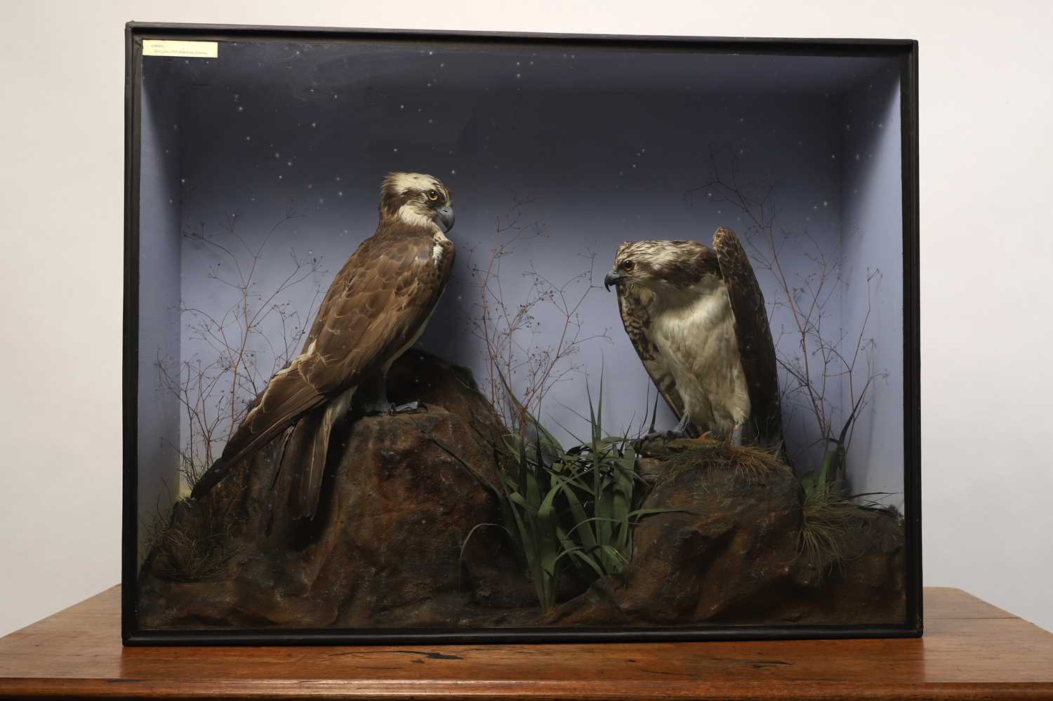 Lot 110 - Taxidermy: two ospreys