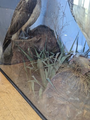 Lot 110 - Taxidermy: two ospreys