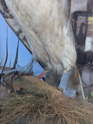 Lot 110 - Taxidermy: two ospreys