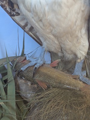 Lot 110 - Taxidermy: two ospreys