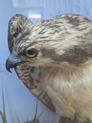 Lot 110 - Taxidermy: two ospreys