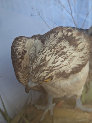 Lot 110 - Taxidermy: two ospreys