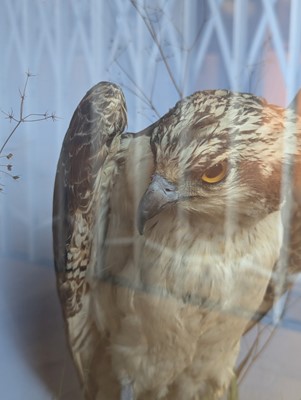 Lot 110 - Taxidermy: two ospreys