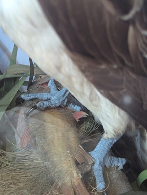 Lot 110 - Taxidermy: two ospreys