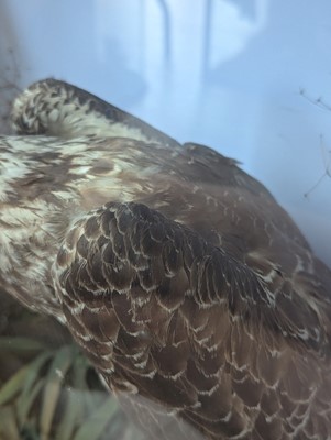 Lot 110 - Taxidermy: two ospreys