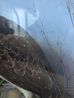 Lot 110 - Taxidermy: two ospreys