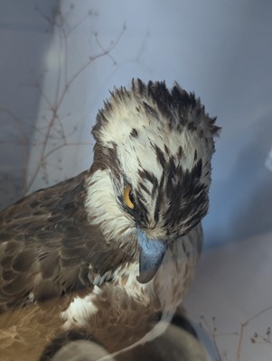 Lot 110 - Taxidermy: two ospreys