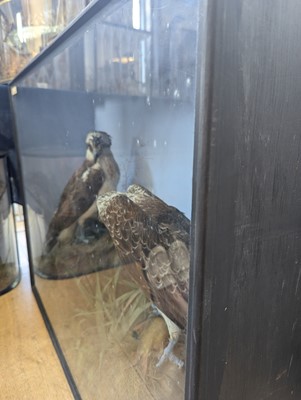 Lot 110 - Taxidermy: two ospreys