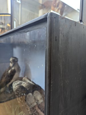 Lot 110 - Taxidermy: two ospreys