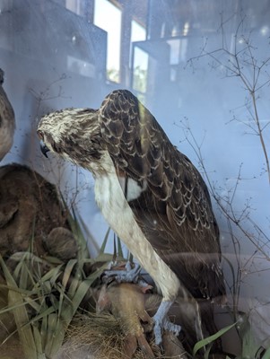 Lot 110 - Taxidermy: two ospreys