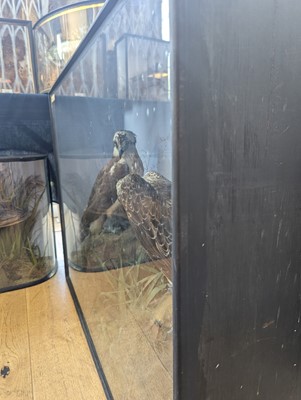 Lot 110 - Taxidermy: two ospreys