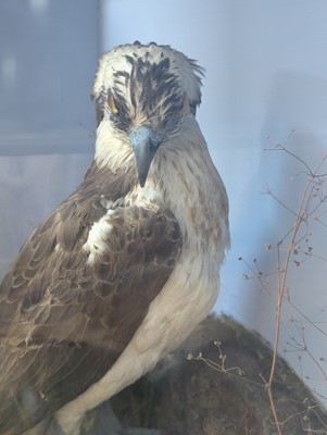 Lot 110 - Taxidermy: two ospreys