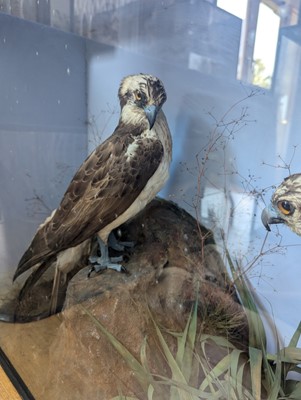 Lot 110 - Taxidermy: two ospreys