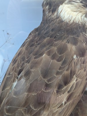 Lot 110 - Taxidermy: two ospreys