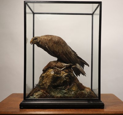 Lot 129 - Taxidermy: a female golden eagle