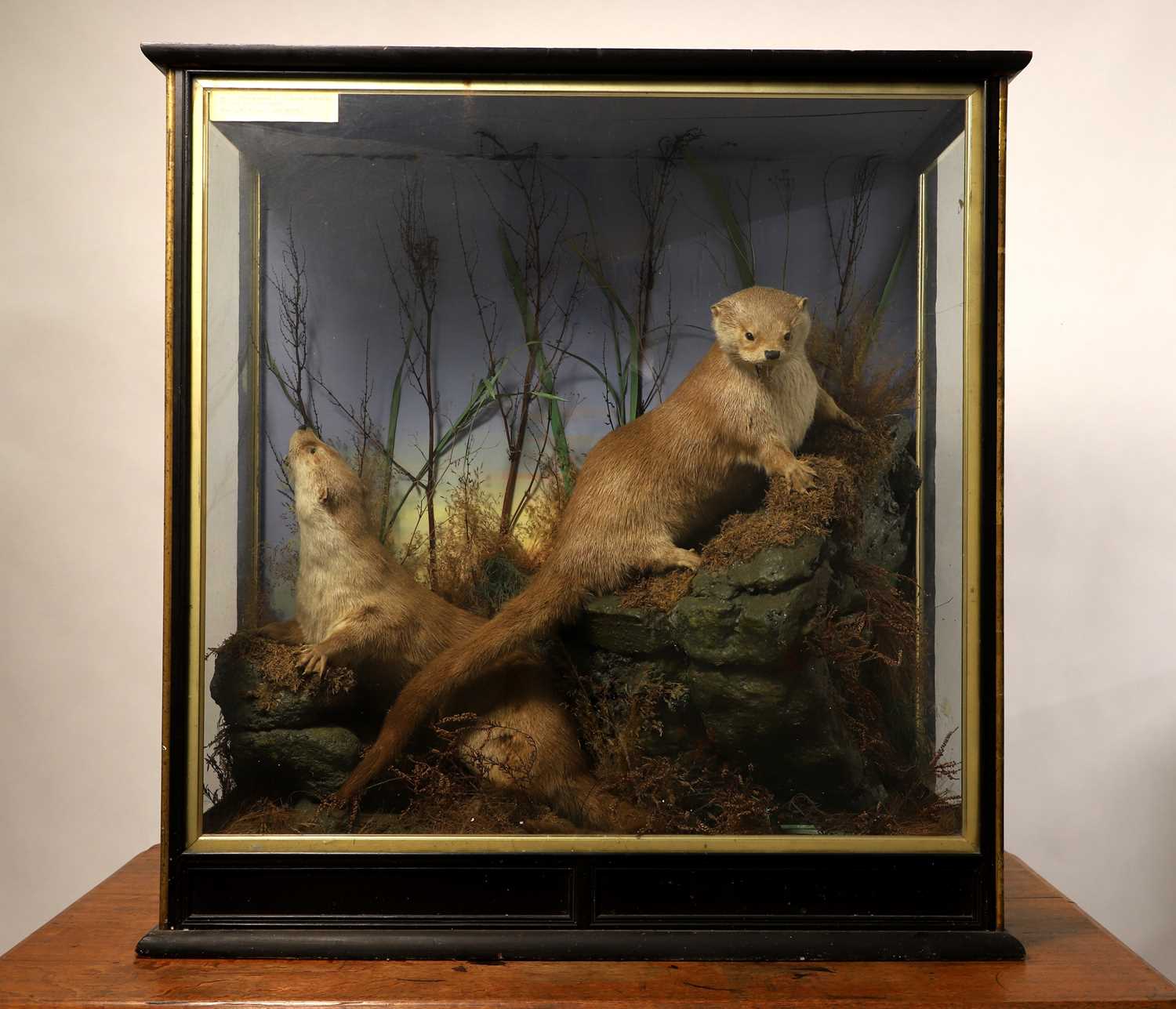 Lot 100 - Taxidermy: two otters