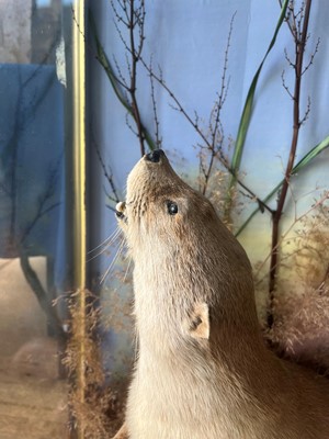 Lot 100 - Taxidermy: two otters