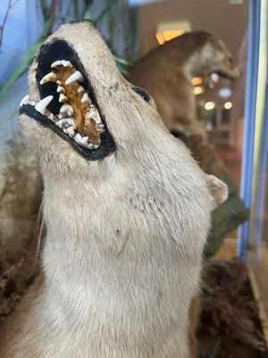 Lot 100 - Taxidermy: two otters