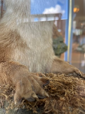 Lot 100 - Taxidermy: two otters