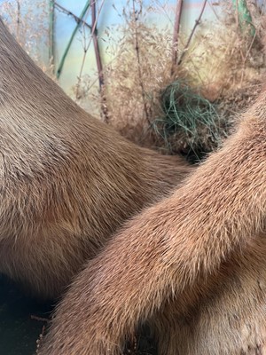 Lot 100 - Taxidermy: two otters