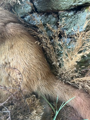 Lot 100 - Taxidermy: two otters