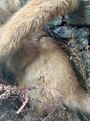 Lot 100 - Taxidermy: two otters