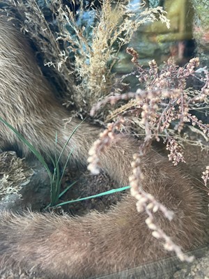 Lot 100 - Taxidermy: two otters