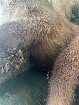 Lot 100 - Taxidermy: two otters