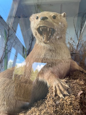 Lot 100 - Taxidermy: two otters