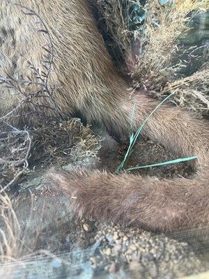 Lot 100 - Taxidermy: two otters