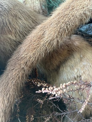 Lot 100 - Taxidermy: two otters