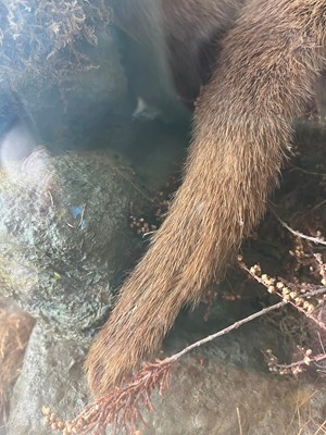 Lot 100 - Taxidermy: two otters