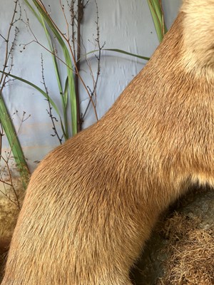 Lot 100 - Taxidermy: two otters