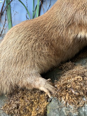 Lot 100 - Taxidermy: two otters