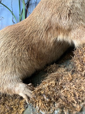 Lot 100 - Taxidermy: two otters