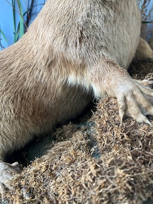 Lot 100 - Taxidermy: two otters