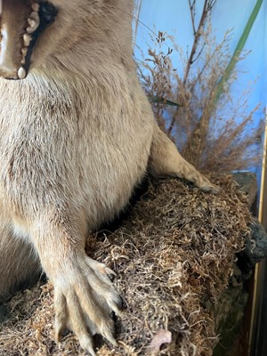 Lot 100 - Taxidermy: two otters