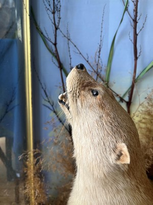 Lot 100 - Taxidermy: two otters