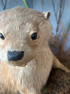 Lot 100 - Taxidermy: two otters
