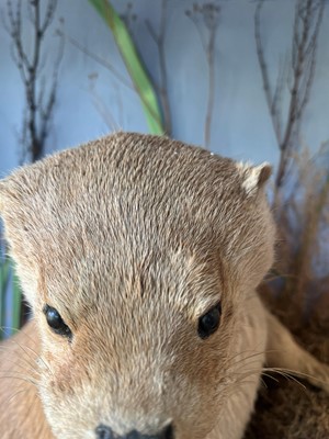 Lot 100 - Taxidermy: two otters