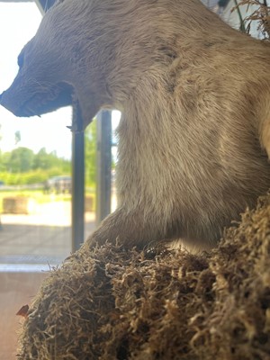 Lot 100 - Taxidermy: two otters