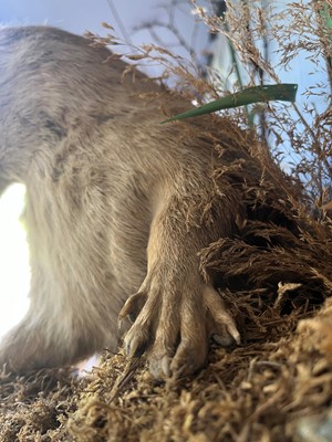 Lot 100 - Taxidermy: two otters