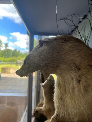 Lot 100 - Taxidermy: two otters