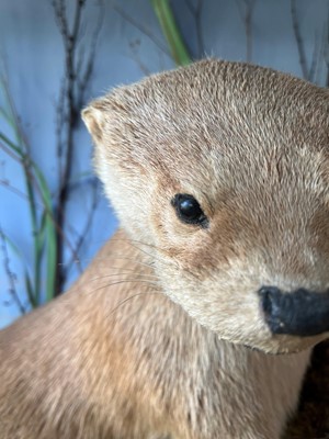 Lot 100 - Taxidermy: two otters