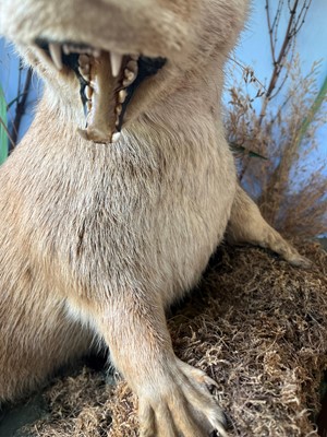 Lot 100 - Taxidermy: two otters