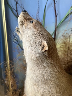 Lot 100 - Taxidermy: two otters