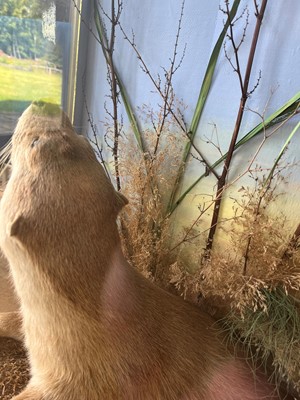 Lot 100 - Taxidermy: two otters