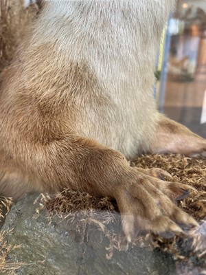 Lot 100 - Taxidermy: two otters