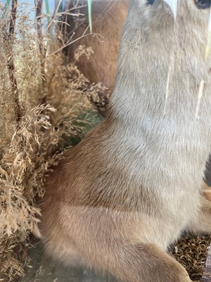 Lot 100 - Taxidermy: two otters