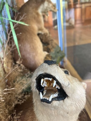 Lot 100 - Taxidermy: two otters